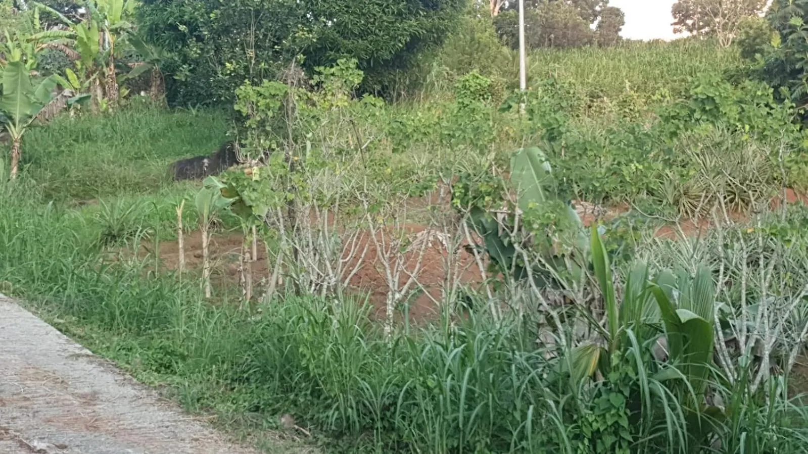 Apartamento Villa Les Mahoganys Riviere-Salee Martinica